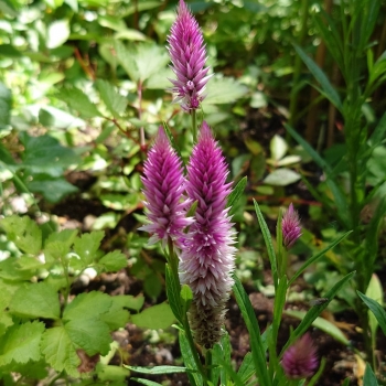 IMG_7371.jpeg